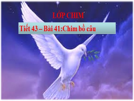 Bài giảng Sinh học Lớp 7 - Bài 41: Chim bồ câu - Trường THCS Quách Văn Phẩm