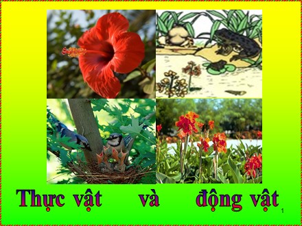 Bài giảng Khoa học Lớp 5 - Tuần 26, Bài 51: Cơ quan sinh sản của thực vật có hoa
