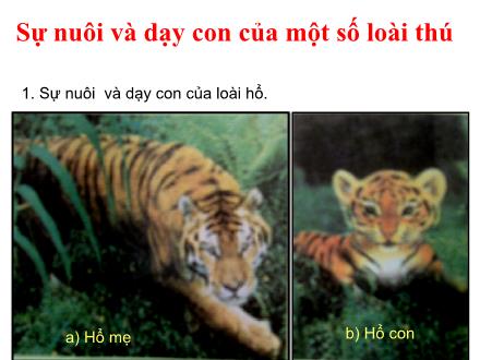 Bài giảng Khoa học 5 - Bài 60: Sự nuôi con và dạy con của một số loài thú