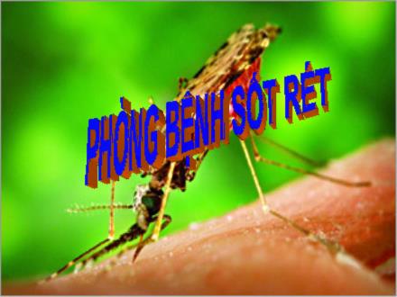 Bài giảng Khoa học Lớp 5 - Bài 12: Phòng bệnh sốt rét