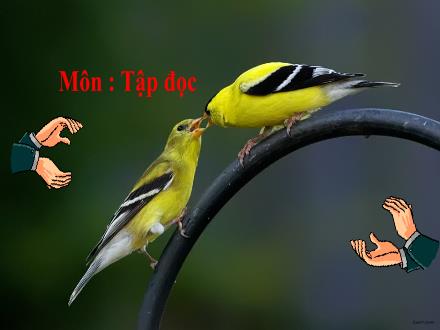 Bài giảng Tiếng Việt 4 (Tập đọc) - Con sẻ