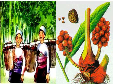 Bài giảng Tiếng Việt 5 - Tuần 12 - Mùa thảo quả
