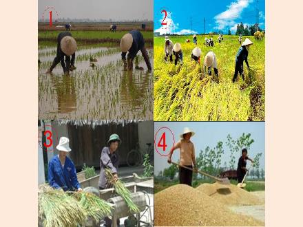 Bài giảng Tiếng Việt 5 - Tuần 14 - Hạt gạo làng ta